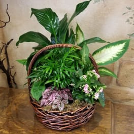Mixed potted plants arranged in a wicker basket with small pink blooms