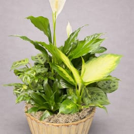 Potted peace lily arrangement with white blooms and mixed green foliage