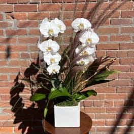 White orchids arranged in a square white planter