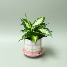 A Pretty Pot of Appreciation