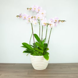Potted orchid plant with pale pink blooms in a white striped container