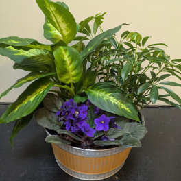 Violet & Vine