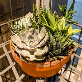 Terra Cotta Succulent Planter