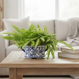 Oval Ceramic with a variety of ferns