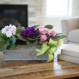 African Violet Trio