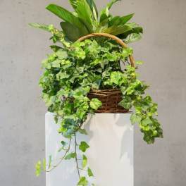 Green Garden Basket (Standard Version) Plants/Containers Vary