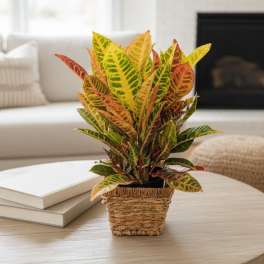 6" Croton in container (containers can vary)