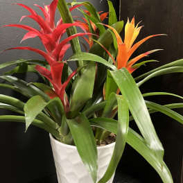 Potted bromeliad plant with red and orange blooms in a white ceramic pot