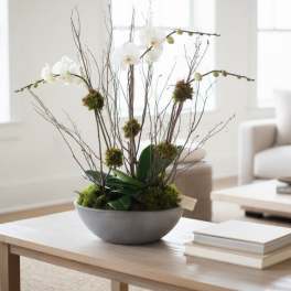 Orchid Duet in Planter/Containers vary