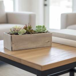 Succulent Trio