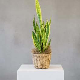 Sansevieria Plant in seagrass basket