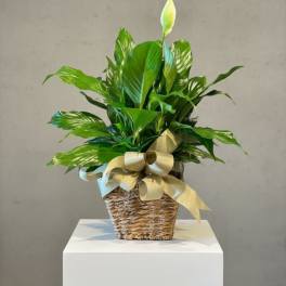 6" Peace lily (containers vary)