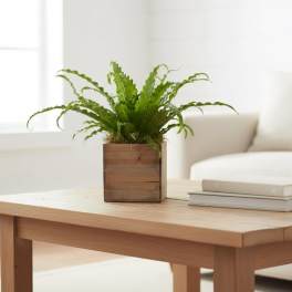 Bird's Nest Fern (containers vary)