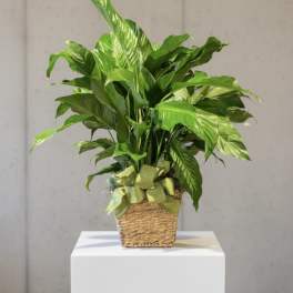 Large peace lily in seagrass container