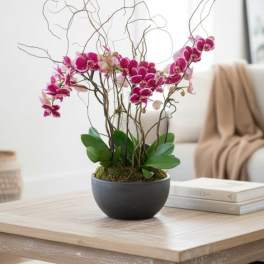 Colorful Orchid Plants (Colors vary...but will not be white unless requested)