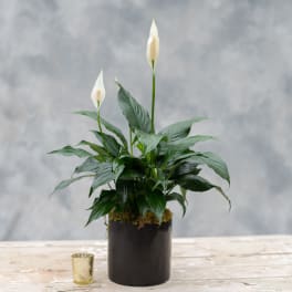 Potted peace lily with white blooms in a dark container