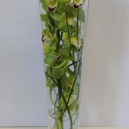 Modern Orchids