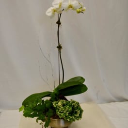 White orchid arrangement in a metal bowl with trailing ivy and green foliage