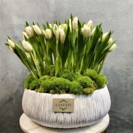 White tulips arranged in a textured white planter with green moss