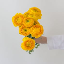 Handheld bouquet of bright yellow ranunculus flowers