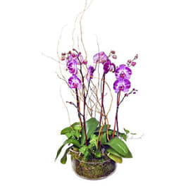Purple orchids in a low glass bowl with curly branches