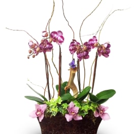 Tall orchid arrangement in a rectangular planter with pink and purple blooms