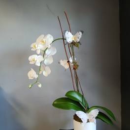 White orchid plant in a white pot with decorative butterflies
