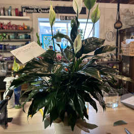 Potted peace lily plant with white blooms and glossy dark leaves