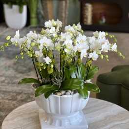 White orchid arrangement in a white pedestal planter