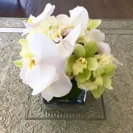 White orchids and green hydrangeas in a square vase
