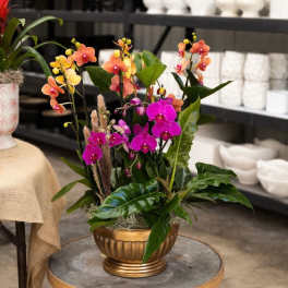 Spring Orchid