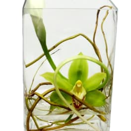 Green orchid in a clear rectangular glass vase with curly branches