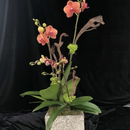 Tall orchid arrangement in a square stone planter