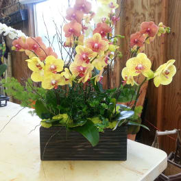 Phalaenopsis Orchids