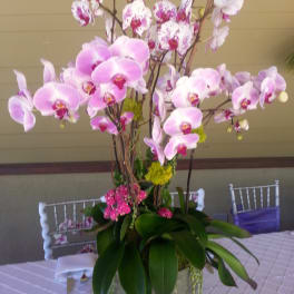 Phalaenopsis Orchid (Pink Family)