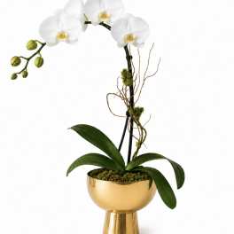 Classic White Orchid – Gold Vase | Elegant Designer’s Choice