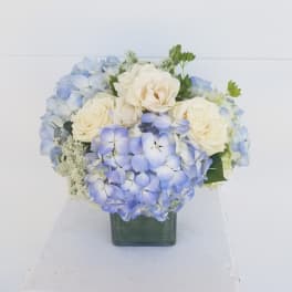Blue Hydrangea cube