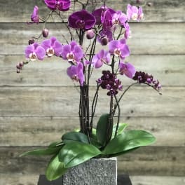 Purple orchid arrangement in a square gray planter