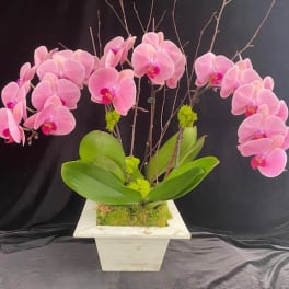 Pink orchids arranged in a white square planter