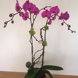 Two magenta orchid stems in a black pot with broad green leaves
