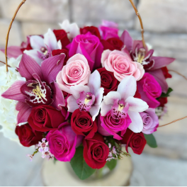 Scottsdale Amor