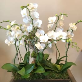 White orchid arrangement in a rectangular planter
