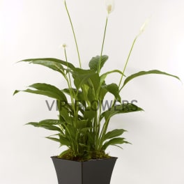Potted peace lily plant with white blooms in a black square planter