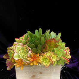Succulent arrangement in a wooden box with green and orange rosettes