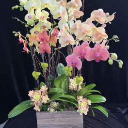 Pink and cream orchids arranged in a wooden planter with succulents