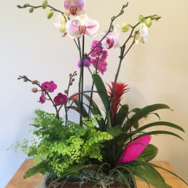 Orchid arrangement in a rectangular wooden planter with green foliage