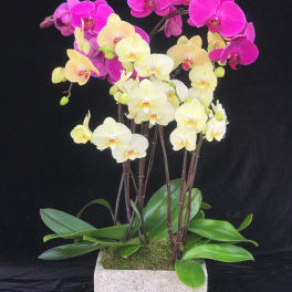 Potted orchids with pink and pale yellow blooms in a square planter