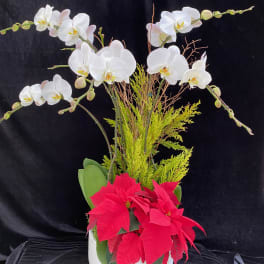White orchids and red poinsettias in a white pot