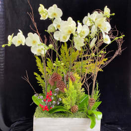 White orchids in a rectangular planter with pinecones and red berries
