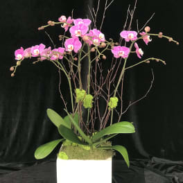 Pink orchids arranged in a white square planter with branches